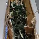 Artificial Olive Tree for Living Room Decor, 6FT Tall Faux Silk Plant Artificial Tree in Potted Oliver Branch Leaves and Fruits for Modern Home Decor Indoor