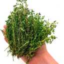 10 x Seeds Summer Savory Heirloom Herbs for Planting Non GMO 800 Seeds