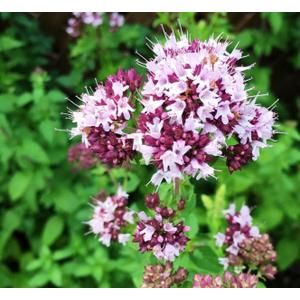 8 x 800+ Seeds Oregano - Herb Green