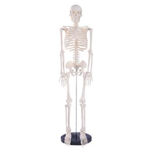 breesky Scientifc Human Skeleton Model for Anatomy, 33.4 Skeleton Model with Metal Stand, Removable Arms&Legs for Student to Study Human Skeleton Anatomy System, Halloween Decor, Manual Included (33.4 Inches Human Skeleton Model)