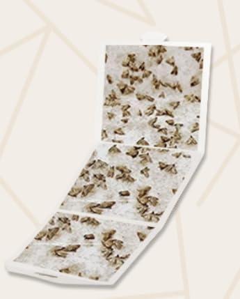 Upgraded Moth Traps 8pcs