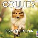 Collie Calendar 2026 Monthly Wall Calender | American Made In The USA