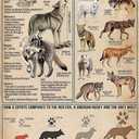 QWEQWEQ Wolf Knowledge Retro Metal Tin Sign Wolves Of The World Printed Poster Cafe Bar School Home Education Living Room Art Wall Decoration Plaque Gift