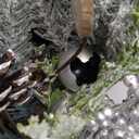 Small Table Top Christmas Tree with Lights, Mini Christmas Tree Decorations with Merry Christmas Pine Cones Berries Balls Ornaments for Home Party Office Centerpiece Indoor Decorations 12Inch, Silver