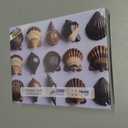 Seashell 1000 Piece Puzzle for Adults, Fun Puzzles for Adults 1000 Pieces with HD Print Poster, 27.5" X 19.7" Dust Free, for Gifts Birthday Holiday Party Family Games Lovers