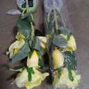 Solar-Powered Yellow Silk Rose Light Strings, 2-Pack, 16in