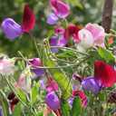 9 x 20+ Seeds Fragrant Sweet Pea Mix - Flower Multicolor