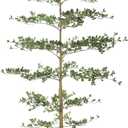 FEELEAD Faux Black Olive Tree 8ft - Large Realistic Artificial Shady Lady Tree 8 Feet with Pot Tall Indoor Fake Black Olive Trees with Natural Trunk and Realistic Leaves for Home Office Corner Decor