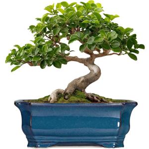 Bonsai Pots 11.6 Inch - Ceramic Succulent Pots with Drainage Hole, Rectangular Planter for Indoor Outdoor, Decorative Ceramic Flower Pot, Home Garden Room Decor, Plant Lover Gifts, Retro Blue