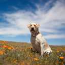 ADITYNA Cotton Dog Collar with AirTag Holder - Heavy-Duty Metal Buckle, Breathable, Easy Adjustable for Medium & Large Breeds - for Walking, Training (Vintage Stripes, Fits 15-21" Necks)