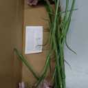 IPOPU Purple Carnations Artificial Flowers,6PCS Real Touch Faux Flowers 20'' Artificial Silk Carnations with Stems for Wedding Bouquet Party Table Centerpieces Home Decor (Purple)