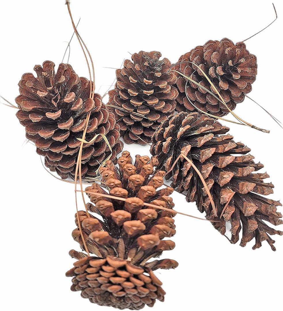 Zugar Land 12 Pack Pine Cones - Assorted Sizes - Real All Natural Pinecones in Bulk (Unscented) Various Size - Perfect for Arts and Crafts, Home Decor Accent Vase Filler. (Assorted Sizes)