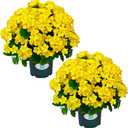 QIANYUN Artificial Topiary for Outdoors- 20 Potted Plant Fake Geraniums Bush-UV Resistant Artificial Outdoor Plant for Front Porch, Garden, Yard, Patio Decor (Yellow)