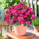 Artificial Geranium Fake Flowers for Outdoors Decoration, 6 Bundles Silk Geraniums Flower UV Resistant Look Real Faux Plants for Outside Planter Front Door Garden Patio Balcony Yard Home, Fuchsia