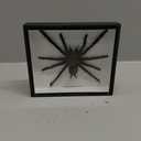 Real Giant Bird Eating Tarantula EURYPEIMA SPINCRUS Spider Taxidermy Transparent Boxed Display (Black Wooden Box)