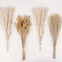 Natural Dried Pampas Grass Decor, White Pampas Grass Bunny Tails Dried Flowers, Reed Grass Bouquet for Wedding Boho Flowers Home Table Decor, Rustic Farmhouse Party (100 in Total )