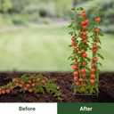 Metal Foldable Tomato Cages 2 Pack, 13" W x 56" H Square Tomato Cages Plant Support for Vegetable Garden, Heavy Duty Tall Tomato Cages for Beans, Tomatos, Cucumbers