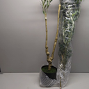 Artificial Olive Tree, 7 ft Tall, for Home Decor, Living Room, Dining Room, Bedroom, Office