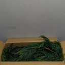 2 Pcs Prelit Christmas Norfolk Pine Garland with Lights, 6FT Battery Operated Real Touch Artificial Green Garlands for Table, Mantle, Stairs, Fireplace, Indoor & Outdoor Xmas Decorations