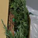 Dingion Small Norfolk Pine Christmas Wreath 11.8 in Christmas Kitchen Cabinet Norfolk Pine Wreath Mini for Front Door Artificial Farmhouse Rustic Xmas Decor for Window Fireplace