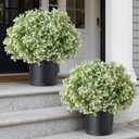Set of 2 Artificial Boxwood Topiary Ball Trees for Front Door - Realistic Faux Aglaia Odorata Bush with Pot, Fake Eucalyptus Leaves Potted Plants for Porch Farmhouse Outdoor Decor (White-Green)