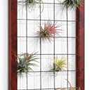 AOAOPQ Red Hanging Air Plant Holder Mesh Frame Wall Mounted for House Plants Succulent Office House Patio Garden Balcony