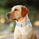 ARING PET Dinosaur Dog Collar-Cute Dog Collar for Small Dogs, Adjustable Dinosaur Print Pet Collars Puppy Collar for Small Medium Large Dogs