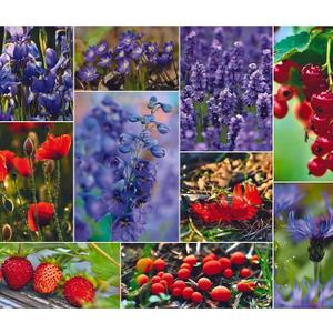 1000 Piece Puzzle for Adults  Collage of Wildflowers, Berries & Mushrooms, Gift-Ready Box, Letters on Back, 8 Jigsaw Puzzle Saver Sheets & Full-Size Poster by GERJATO  Ideal Gift for Loved Ones