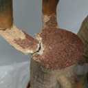 Nearly Natural 4ft. Corn Stalk Dracaena Silk Plant (Real Touch)