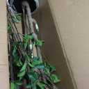 7ft Artificial Citrus Tree Minimalist Faux Tree for Indoor Dcor, Fake Critus Tree Perfect for Home, Office, Living Room, Bedroom & Porch