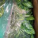 Artificial Ivy Privacy Fence Screen(No Assembly Required), 120"x40" Artificial Hedges Fence, Anti-Ultraviolet Artificial Faux Ivy Hedge for Outdoor, Garden Decor, Watermelon Leaves