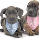 2 Pack Soon to Be Big Sister Brother Gender Reveal Baby Announcement Dog Bandana for Dogs Pet Accessories Dog Pet Lovers Pregnancy Ideas,  Neck Size 20 Inches