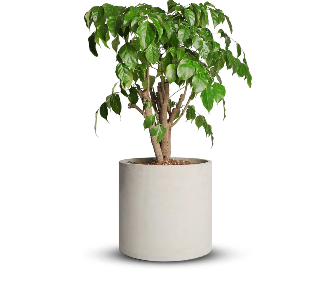 Cement Plant Pots Indoor - 5 ft  Concrete Planter Pot for Planting - Modern Stone Clay Flower Pot with Drainage Hole for Garden, Home, Office Decor, Grey Rocks