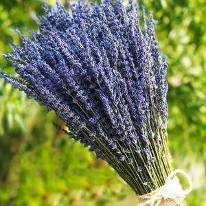 TooGet Lavender Dried Ultra Blue Bundles 200+ Stems (16" - 18" Long) for Home Decor, Crafts, Gift,Wedding or Any Occasion TooGet Lavender Dried Ultra Blue Bundles 200+ Stems (16" - 18" Long) for Home Decor, Crafts, Gift,Wedding or Any Occasion