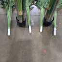 6ft Tall Triple Golden Cane Palm Artificial Tree Large Tropical Palm Tree UV Resistant Fake Plant in Pot for Indoor Outdoor Big House Living Room Outside Patio Office Home Decor (Set of 2)