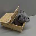 Rubies The Wizard of Oz: Toto in a Basket Costume Accessory for Kids or Adults, Unisex No Size