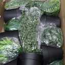 Der Rose 6Pcs Fake Hanging Plants Artificial Vines Faux Hanging Plants Indoor for Bathroom Kitchen Wall Bookshelf Outdoor Decor