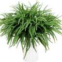 Norfolk Pine Stems Real Touch 50Pcs 14" Christmas Greenery Stems Norfolk Pine Branches Artificial Norfolk Stems Christmas Greenery Pine Branches DIY Crafts Faux Indoor Outdoor Home Decor