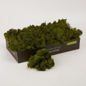 Preserved Reindeer Moss Natural Green DIY Kit Gardenning Art Wall Decor Florist Decor Easter Table Decor Wedding (0.85 lb)
