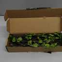 4 Pcs Artificial Ficus Branches Faux Eucalyptus Stems, 47.2 Inch Fake Greenery Stems Artificial Plants for Vase Filler Decoration, Fake Leaves Branches Centerpieces Decor