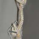 NLShan Flexible Spine Model, 34.6'' Life Size Human Spinal Cord Anatomical Model with Stand, for Science Study or Patient Education