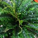 Artificial Ferns for Outdoors & Indoors, 51in Fake Fern Large Plants with 66 Fronds, UV Resistant Faux Greenery Suitable for Entrance Planter Porch Garden Hall Home Office Decor
