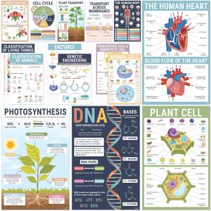 BrightenKidz Biology Posters for Classroom, 15 Pack 11x17 Science Charts