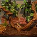 AQUA KT Reptile Twist Climber Vine Bendable Branch for Lizard Snake Bearded Dragon Crested Gecko Climbing Accessory Terrarium Habitat Decoration