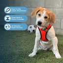 Best Pet Supplies Voyager Step-in Air Harness - All Weather Mesh, Reflective, No Pull Harness for Dogs, Cats - Secure with Hook & Loop Fastener, Buckle, Double D-Rings - Orange/Black Trim, M