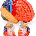 ZENFUN Life-Size Human Brain Anatomical Model, Color-Coded Partitioned Brain, 2 Parts, Anatomically Accurate Brain Model for Science Classroom Study Display Teaching Medical Model