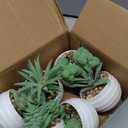 Der Rose Set of 6 Succulents Plants Artificial in Pots Small Fake Plants for Bedroom Aesthetic Living Room Shelf Bathroom Decor Office Desk Accessories (Green)