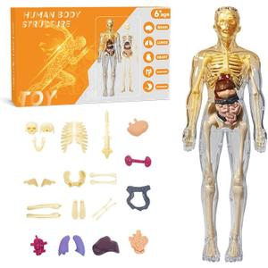 Human Body Model for Kids Anatomy Plastic DIY Skeleton Toy 3D Anatomy Kit Educational Science Kit