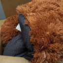 Small Dog Bed, Calming Dog Beds and Cat Beds, Donut Dog Bed, Washable Dog Bed Comfy Soft Calming Pet Bed (Khaki)