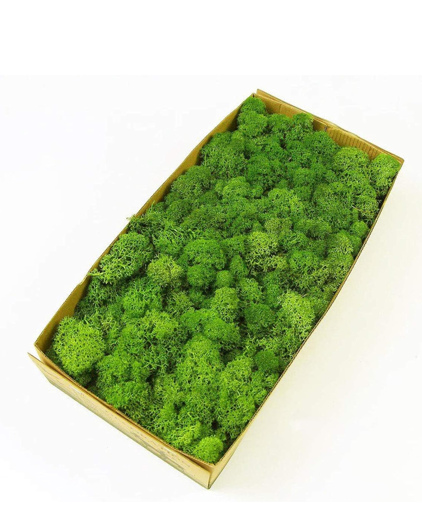 Preserved Reindeer Moss Natural Green DIY Kit Gardenning Art Wall Decor Florist Decor Easter Table Decor Wedding